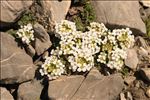 Hornungia alpina (L.) O.Appel subsp. alpina