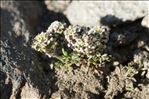 Hornungia alpina subsp. brevicaulis (Spreng.) O.Appel