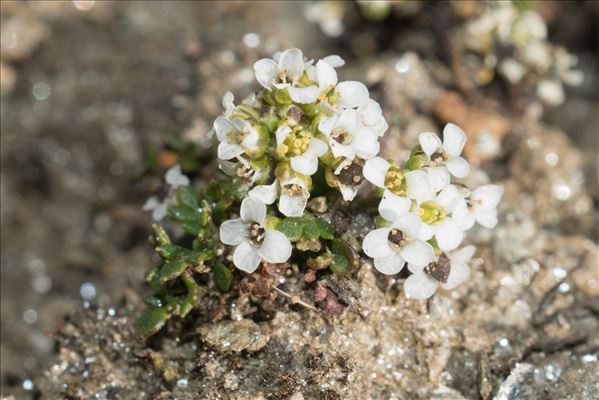 Hornungia alpina subsp. brevicaulis (Spreng.) O.Appel