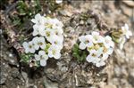 Hornungia alpina subsp. brevicaulis (Spreng.) O.Appel