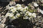 Hornungia alpina subsp. brevicaulis (Spreng.) O.Appel