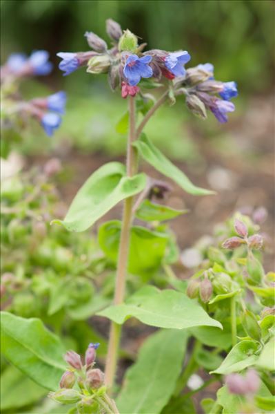 Pulmonaria mollis Wulfen ex Hornem.