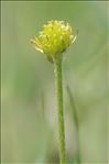 Ranunculus carinthiacus Hoppe