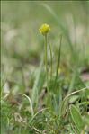 Ranunculus carinthiacus Hoppe