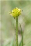 Ranunculus carinthiacus Hoppe