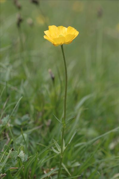 Ranunculus carinthiacus Hoppe