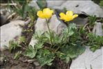 Ranunculus carinthiacus Hoppe