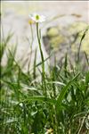 Ranunculus kuepferi Greuter & Burdet