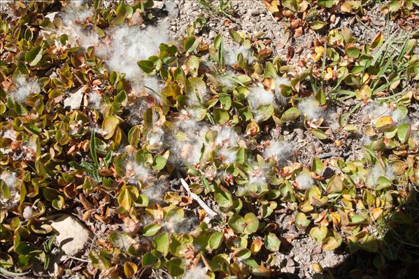 Salix serpyllifolia Scop.