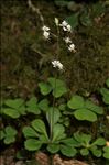 Saxifraga cuneifolia subsp. robusta D.A.Webb