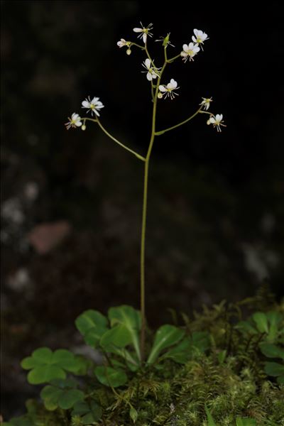 Saxifraga cuneifolia subsp. robusta D.A.Webb