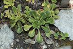 Saxifraga cuneifolia subsp. robusta D.A.Webb
