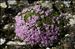 Silene acaulis subsp. bryoides (Jord.) Nyman