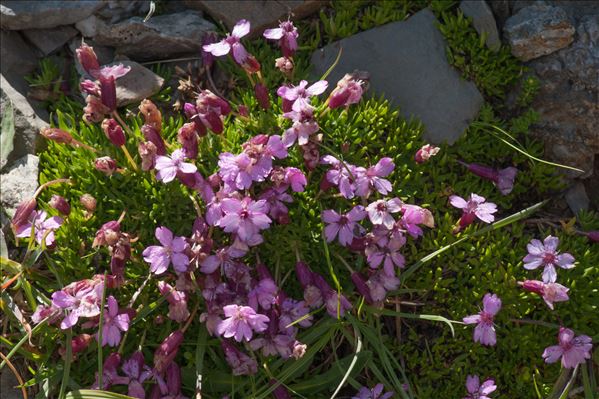 Silene acaulis subsp. longiscapa Vierh.