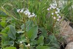 Valeriana rotundifolia Vill.