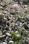 Valeriana rotundifolia Vill.