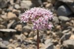 Valeriana rotundifolia Vill.