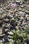 Valeriana rotundifolia var. tripartita Gamisans