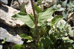 Valeriana rotundifolia Vill.