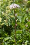 Valeriana rotundifolia Vill.