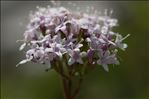 Valeriana rotundifolia Vill.