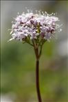 Valeriana rotundifolia Vill.