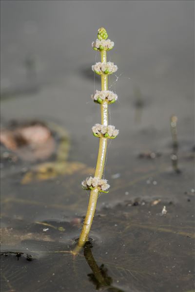 Myriophyllum spicatum L.