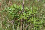Angelica sylvestris subsp. bernardae Reduron