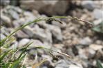 Carex sempervirens Vill.