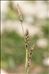 Carex sempervirens Vill. subsp. sempervirens