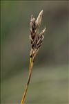 Carex sempervirens Vill.