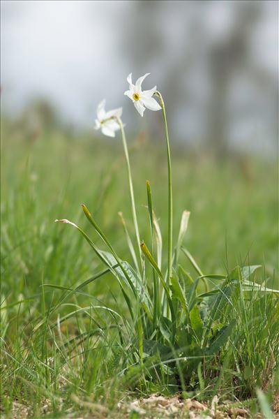 Narcissus poeticus L. subsp. poeticus