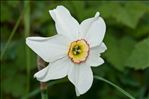 Narcissus poeticus L. subsp. poeticus