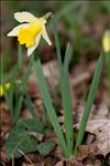 Narcissus pseudonarcissus subsp. major (Curtis) Baker