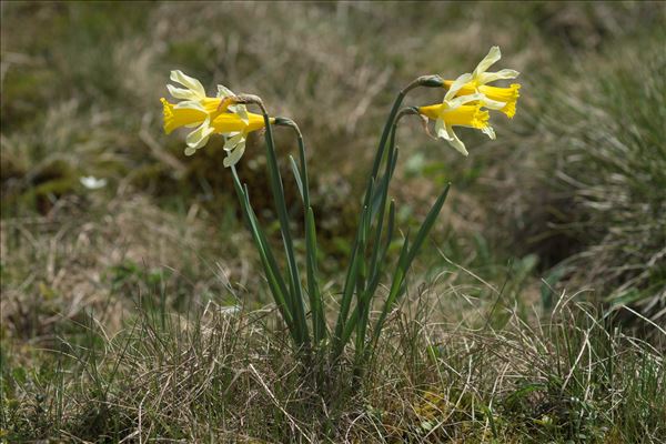 Narcissus pseudonarcissus subsp. provincialis (Pugsley) J.M.Tison