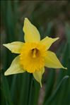 Narcissus pseudonarcissus L. subsp. pseudonarcissus