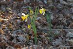Narcissus pseudonarcissus subsp. major (Curtis) Baker