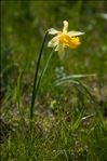 Narcissus pseudonarcissus subsp. pallidiflorus (Pugsley) A.Fern.