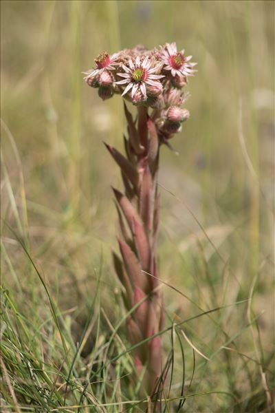 Sempervivum tectorum L. subsp. tectorum