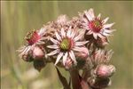 Sempervivum tectorum L. subsp. tectorum