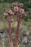 Sempervivum tectorum L. subsp. tectorum