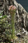 Sempervivum tectorum L. subsp. tectorum