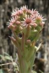 Sempervivum tectorum L. subsp. tectorum