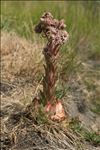 Sempervivum tectorum L. subsp. tectorum