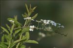 Spiraea ×arguta Zabel