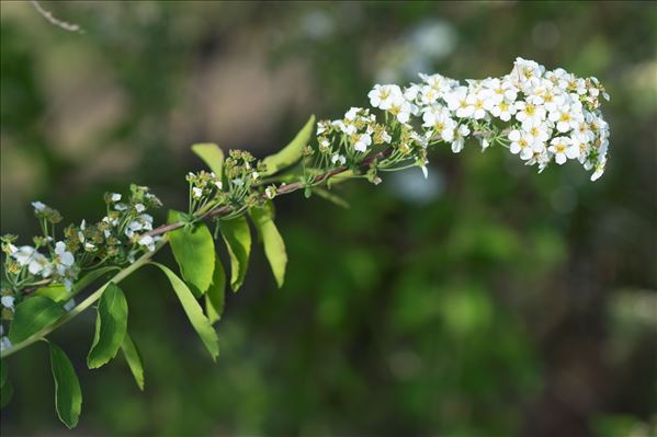 Spiraea x arguta Zabel