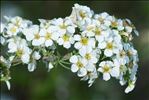 Spiraea x arguta Zabel