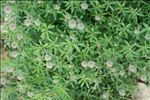 Trifolium arvense L. var. arvense