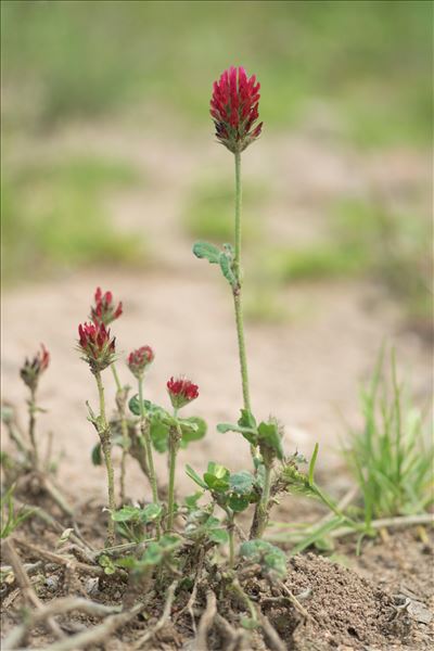 Trifolium incarnatum L. var. incarnatum