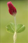 Trifolium incarnatum L. var. incarnatum